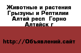 Животные и растения Грызуны и Рептилии. Алтай респ.,Горно-Алтайск г.